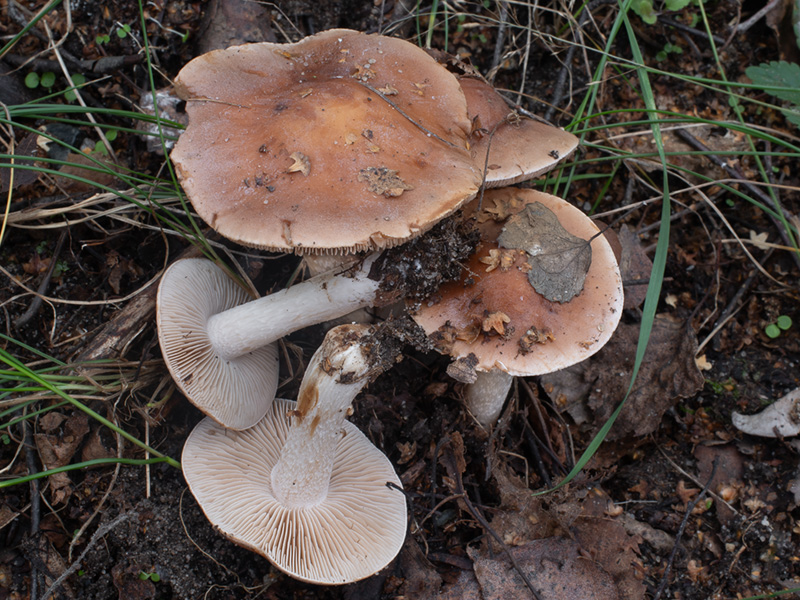 Hebeloma theobrominum